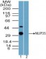 NUP35 / NUP53 Antibody (aa50-100)